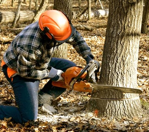 Tree Removal in Bondville, VT